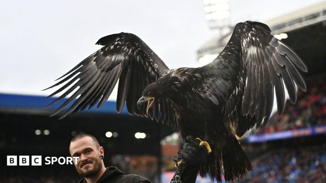 Peta kêu gọi Crystal Palace ngừng sử dụng linh vật đại bàng sống Phoenix